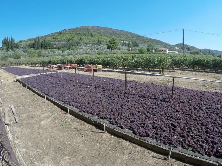 From Athens: Wine, Oil, & Cheese Tasting in Nemea & Argolis - What the private format is really worth