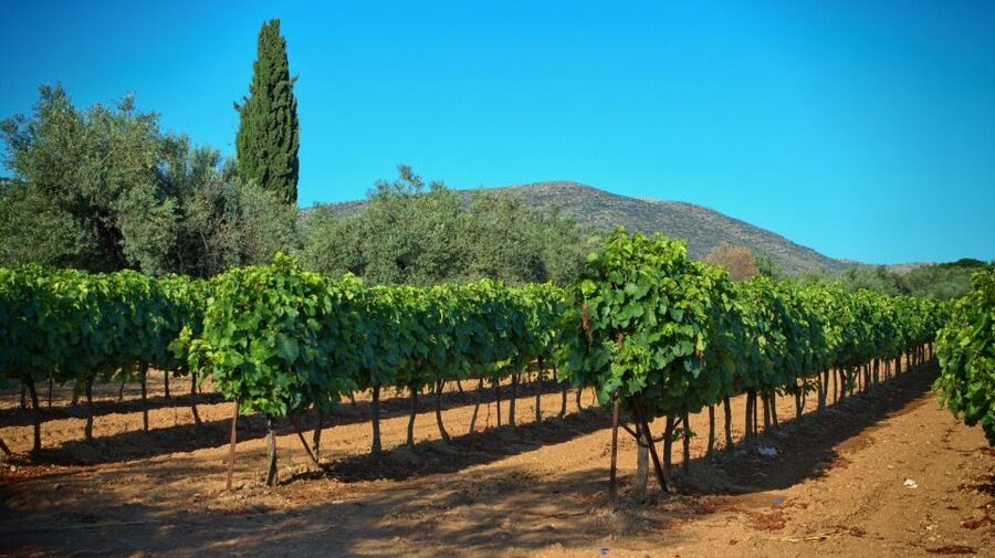 From Athens: Wine, Oil, & Cheese Tasting in Nemea & Argolis - Who will enjoy this 13-hour outing