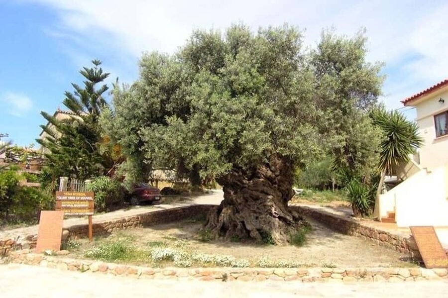 From Chania: Olive Oil, Wine, Cheese & Honey Tasting Tour - Why this Crete food tour works