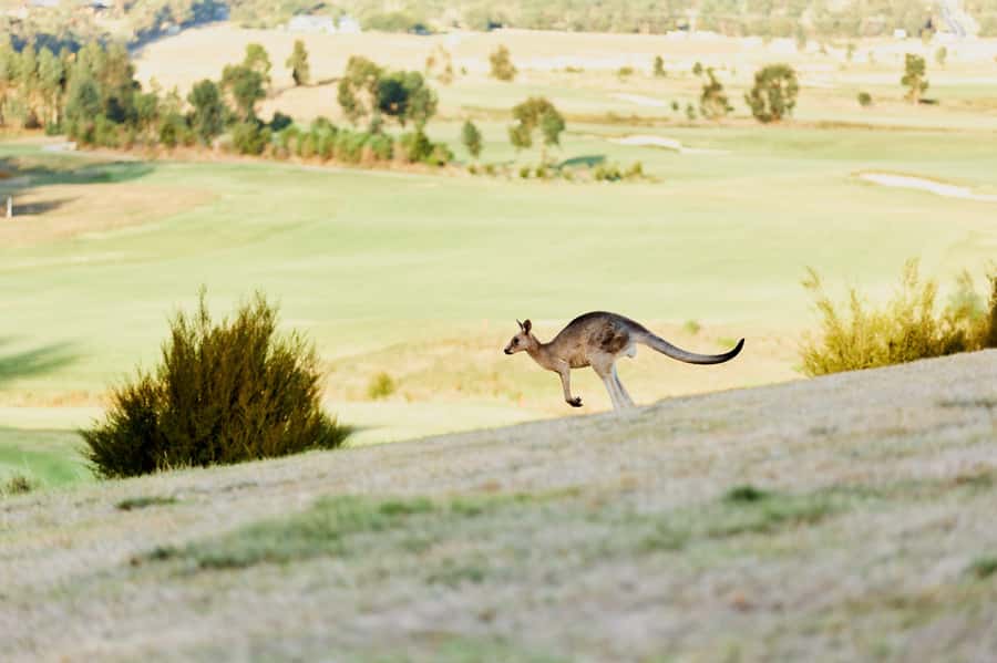 From Melbourne: Yarra Valley Chandon Cheese & Kangaroos Tour - Why this Yarra Valley day trip works