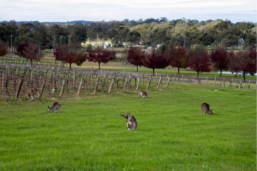 From Sydney: Award-Winning Hunter Valley Wine & Cheese Tour - The final tasting and the return to Sydney