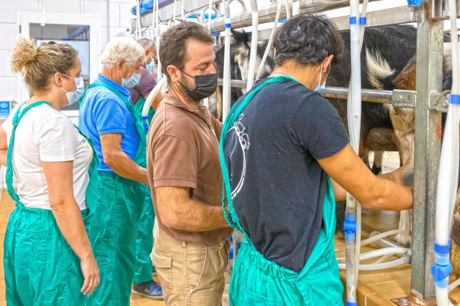 Fuerteventura: Artisan Goat's Cheese Making at Local Farm - Who will enjoy this farm morning?