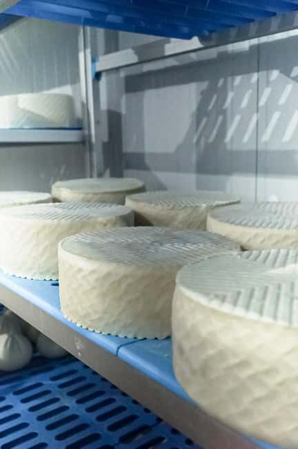 Fuerteventura Goat Cheese Workshop with Transfer from the South - Tasting young, semi-ripe, and ripe cheese