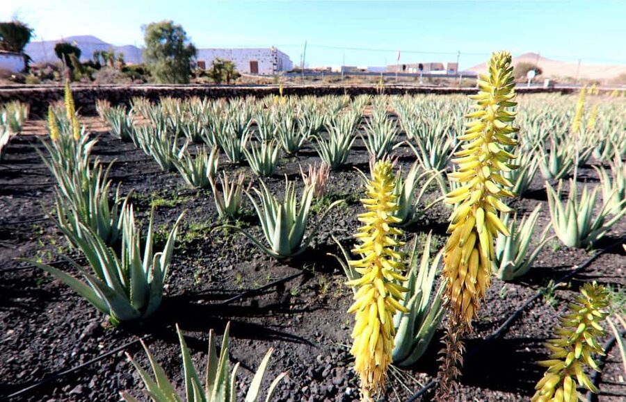 Fuerteventura: Small-Group Island Tour with Cheese Tasting - Aloe vera before the road gets busy