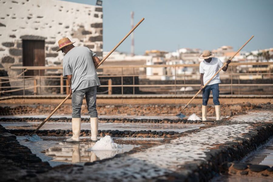 Fuerteventura: Tickets to Salt, Cheese and Windmill Museums - Museo del Queso Majorero: Goats, Grass, and Island Flavor