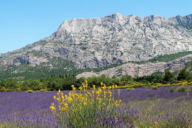 Full-Day Wine and Cheese Tour around Aix-en-Provence from Marseille - The afternoon winery and the question of variety
