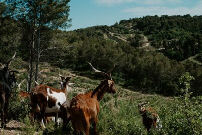 Full-Day Wine and Cheese Tour around Aix-en-Provence from Marseille