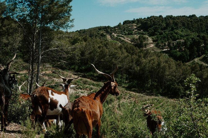 Full-Day Wine and Cheese Tour around Aix-en-Provence from Marseille - Aix-en-Provence gives the day breathing room