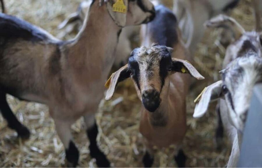 Gran Canaria: Cheese Workshop in Agüimes - Meeting the goats before making cheese
