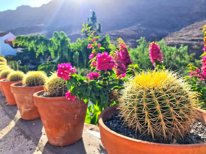 Gran Canaria: Tasting wine & local cheese in Mogan - Who will enjoy this most?