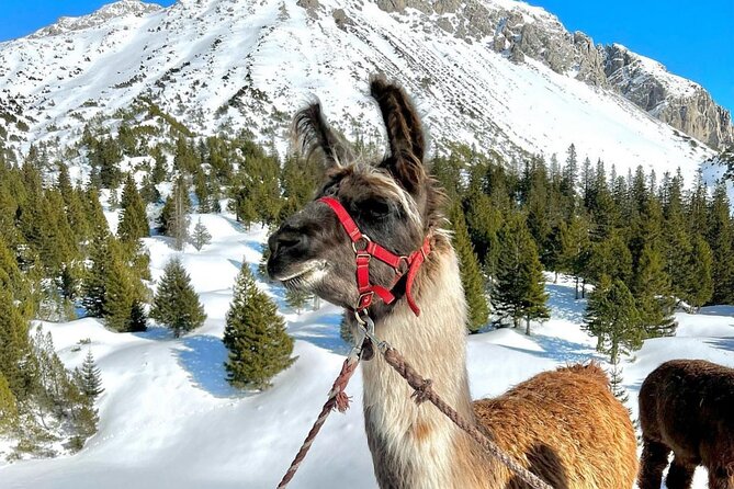 Guided llama hike with traditional raclette - A llama walk with a very Liechtenstein finish