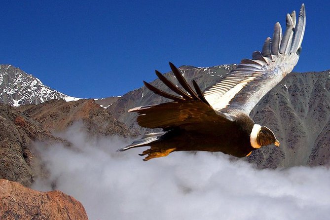 Half Day Private Trip to Valle Nevado with Cheese and Wine Carbon Neutral trip - From Santiago traffic to the high Andes