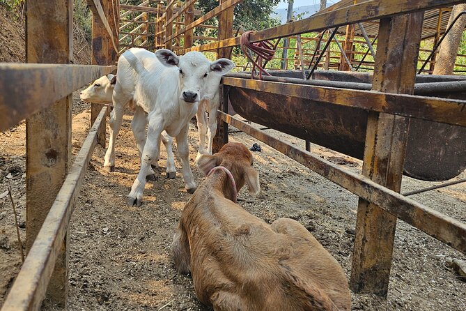 Hands-on Mexican Farm Experience: from Cow to Cheese - Seeing how fresh cheese is made
