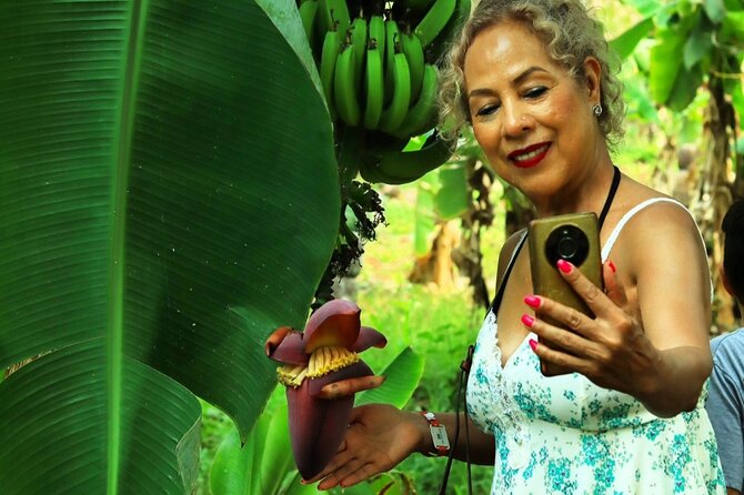 Hands-on Mexican Farm Experience: from Cow to Cheese - Tropical fruit straight from the trees