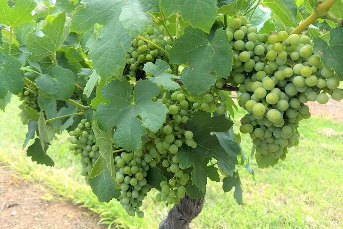 Hunter Valley wine and cheese starting from the Hunter region - The Hunter Valley tasting route