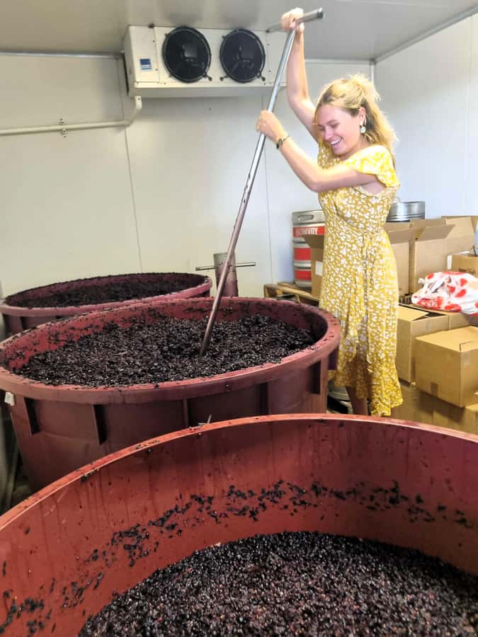 Hunter Valley: Wine, Gin, Cheese and Chocolate Tour - Cheese and wine, then chocolate pairing
