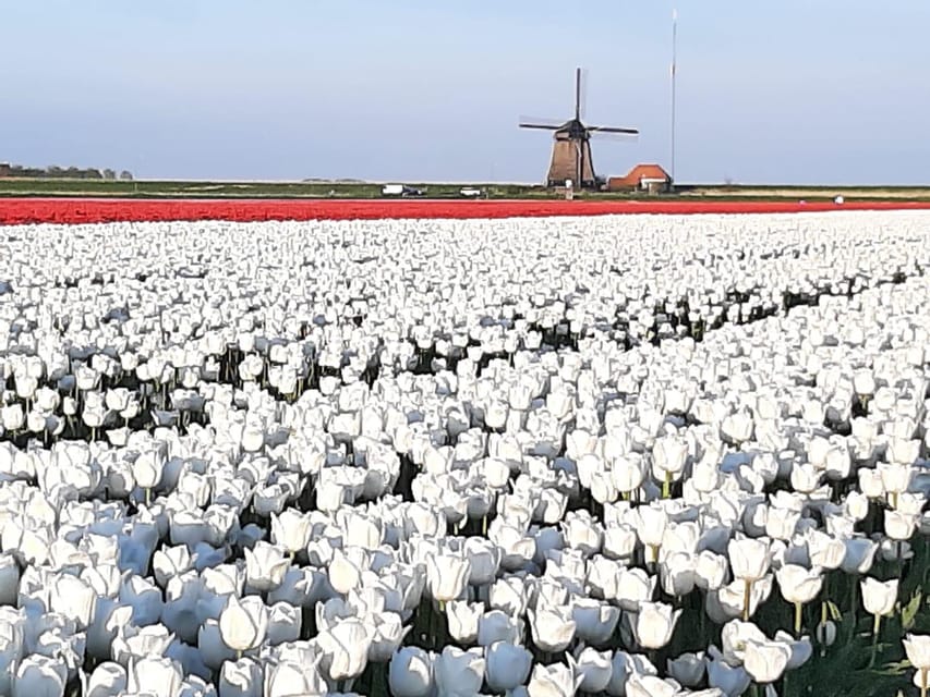 Keukenhof: Private Tulip & Windmill tour with cheese tasting - Why this route works so well