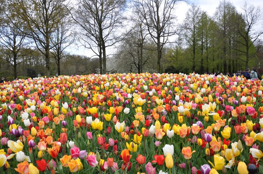 Keukenhof: Private Tulip & Windmill tour with cheese tasting - Seeing how Dutch clogs are made