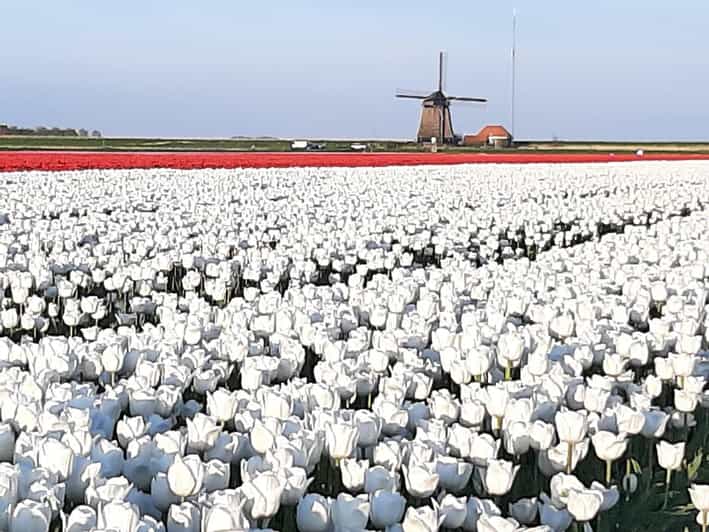 Keukenhof: Private Tulip & Windmill tour with cheese tasting - Tasting Gouda and Edam at Henri Willig