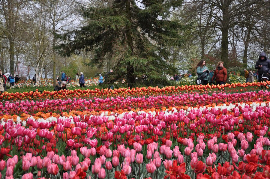 Keukenhof: Private Tulip & Windmill tour with cheese tasting - Hotel pickup and the ride to Zaanse Schans