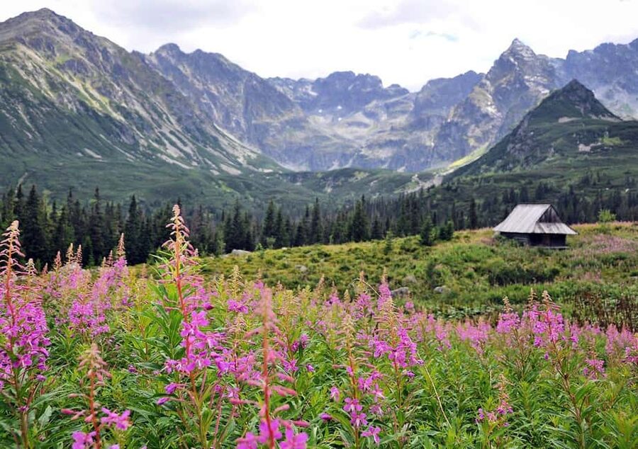 Krakow: Zakopane, Morskie Oko, and Cheese Tasting Tour - Private transport, guide quality, and the value of $167