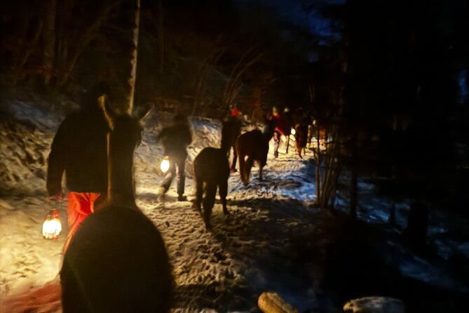 Llama hike with homemade, traditional cheese fondue - Walking with the llamas through mountain scenery