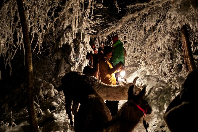 Llama hike with homemade, traditional cheese fondue - Homemade fondue at a selected mountain spot