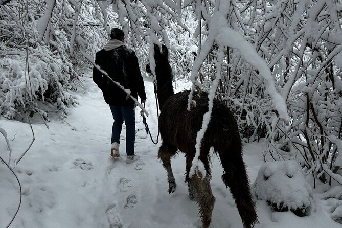 Llama hike with homemade, traditional cheese fondue - Weather, timing, and practical planning