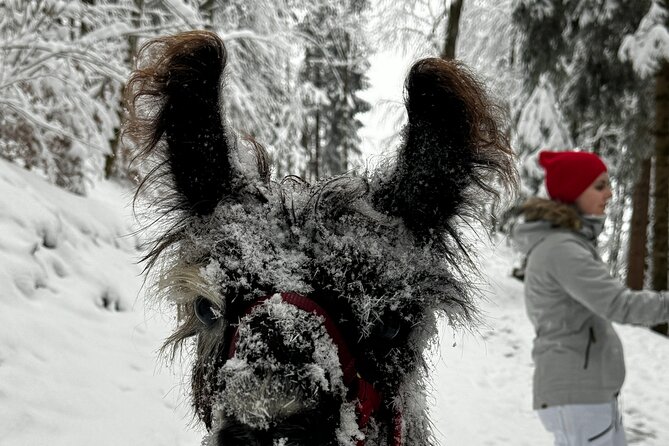 Llama hike with homemade, traditional cheese fondue - My recommendation for booking