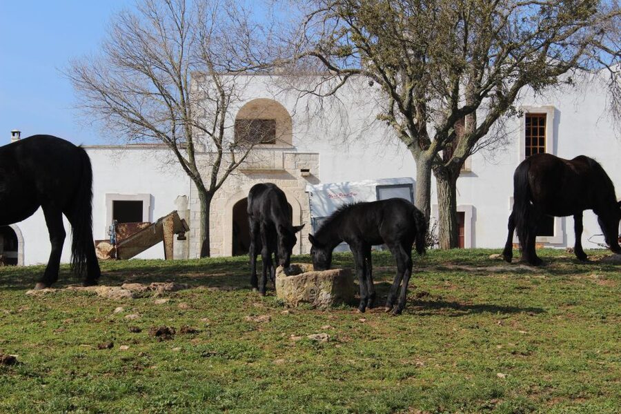 Martina Franca: E-bike farm tour & cheese tasting - Should you book the Martina Franca e-bike farm tour?