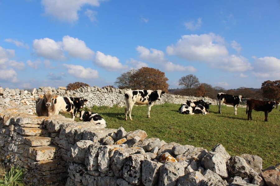 Martina Franca: E-bike farm tour & cheese tasting - Meeting the Murgese horse and Apulian black pig