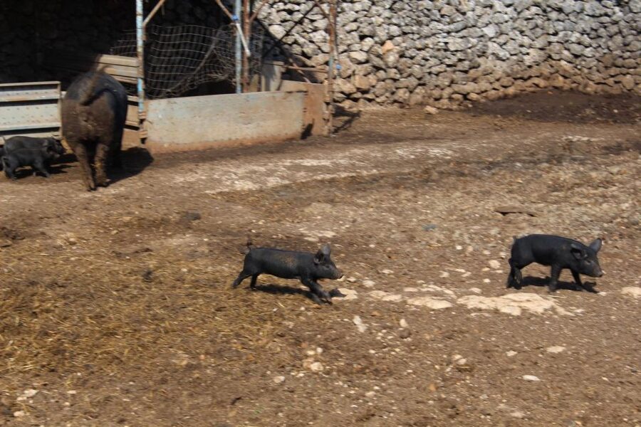 Martina Franca: E-bike farm tour & cheese tasting - The dairy farm and the optional tasting