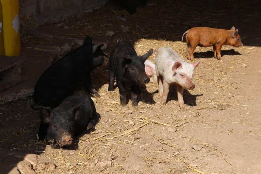 Martina Franca: E-bike farm tour & cheese tasting - Price, rental costs, and overall value