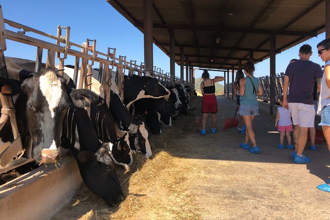 Menorca: Cheesemaking and Farm-Fresh Product Tasting - Feeding cows and bottle-feeding calves