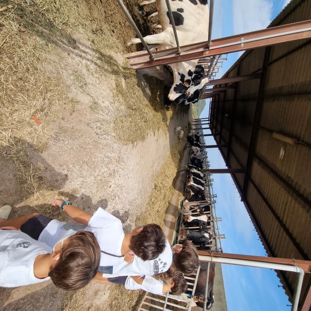 Menorca: Cheesemaking and Farm-Fresh Product Tasting - Practical details before you book