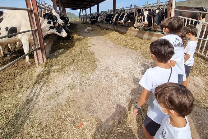 Menorca: Cheesemaking and Farm-Fresh Product Tasting - Meeting the cows and giving milk to calves