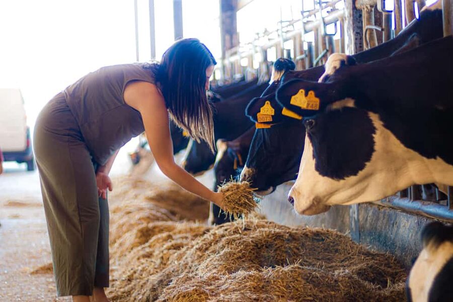 Menorca: Guided visit to the Subaida cheese factory, - Cancellation and planning your visit
