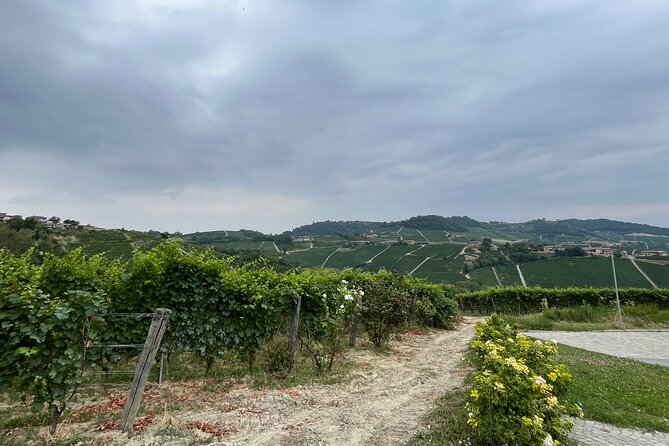 Monforte d'Alba: wine and cheese experience - A short introduction to Langhe wine country