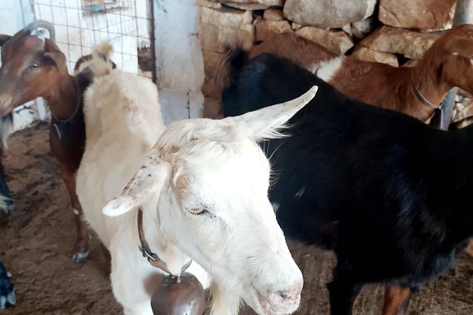 Naxos Farm Experience and cheese making - Pickup in a Mercedes-Benz minivan