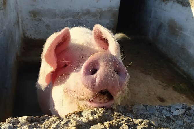 Naxos Farm Experience and cheese making - Meeting the goats, sheep, pigs, and chickens
