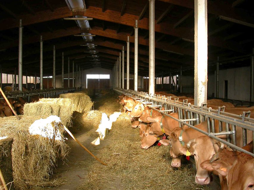 Parma: Parmigiano Reggiano Farm Tour & Tasting with Transfer - Timing, group size, and practical comfort