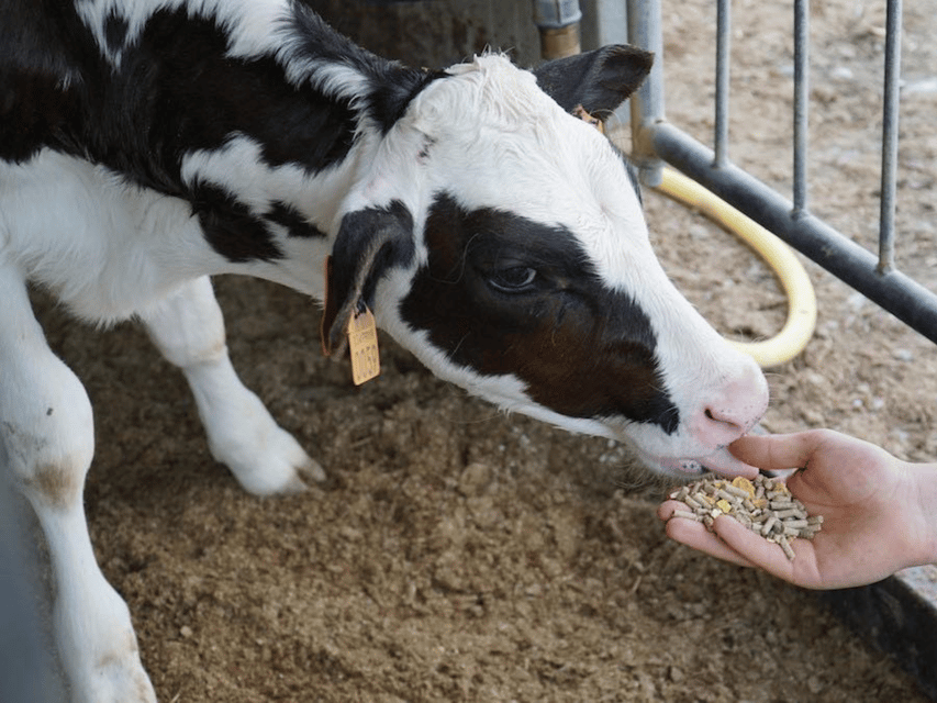 Parmesan Wheels near Parma: Tasting & Factory Tour - Why this dairy visit near Parma is worth your morning
