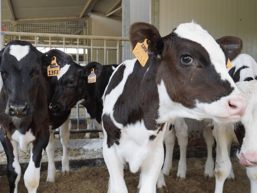 Parmesan Wheels near Parma: Tasting & Factory Tour - What happens during the Parmigiano tasting