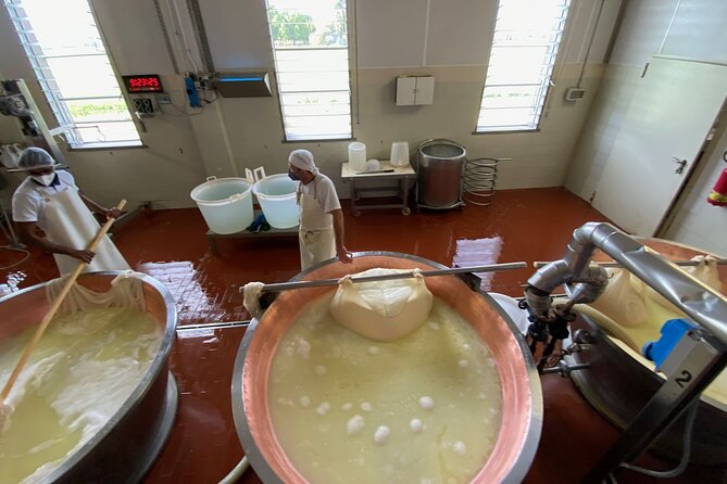 Parmigiano-Reggiano Cheese Factory Small group Tour From Parma - The guide can make or break the visit