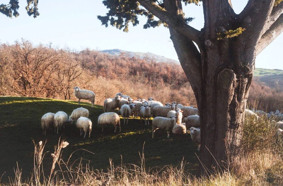 Pienza: Dairy Farm Tour with Pecorino Cheese Tasting - Is $77 a fair price?