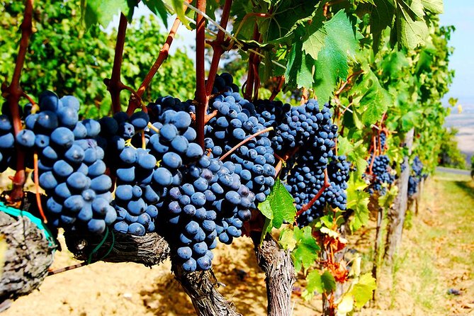 Pienza, Montalcino, Brunello Wine and Pecorino Cheese PRIVATE TOUR from FLORENCE - Pienza, Pecorino, and a short town walk