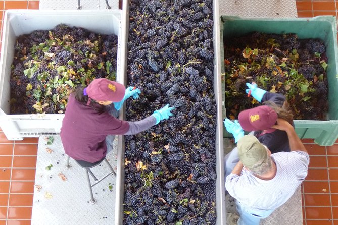Pienza, Montalcino, Brunello Wine and Pecorino Cheese PRIVATE TOUR from FLORENCE - Who will enjoy this private day most