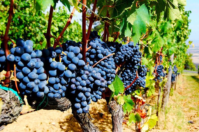 Pienza, Val d'Orcia, Montalcino wine and Pecorino cheese PRIVATE TOUR from SIENA - Timing, costs and practical planning