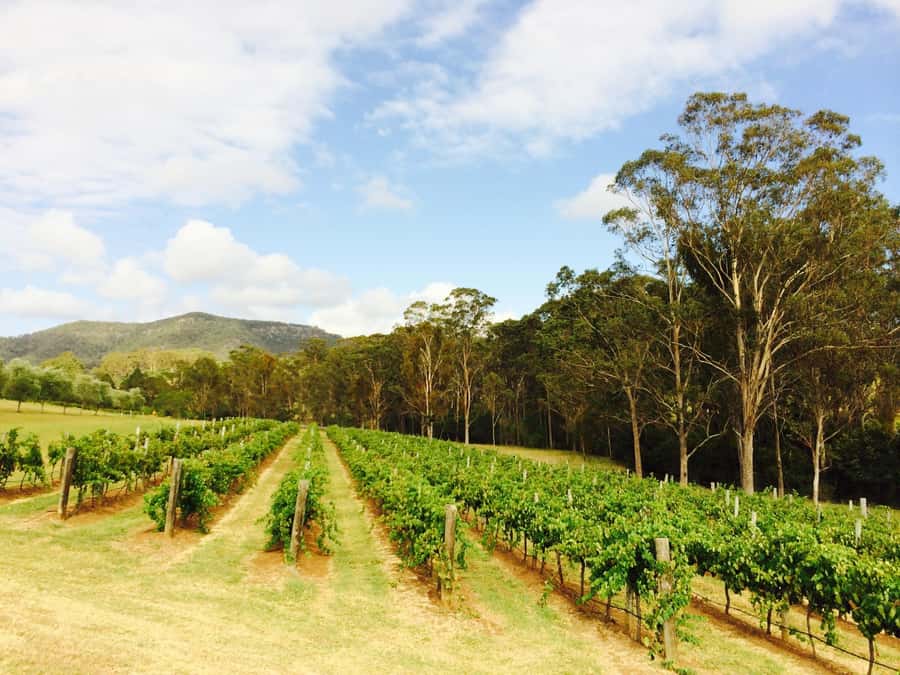 Pokolbin: Tulloch Hunter Heroes Wine Tasting & Cheese Board - Who will enjoy this Tulloch tasting most?