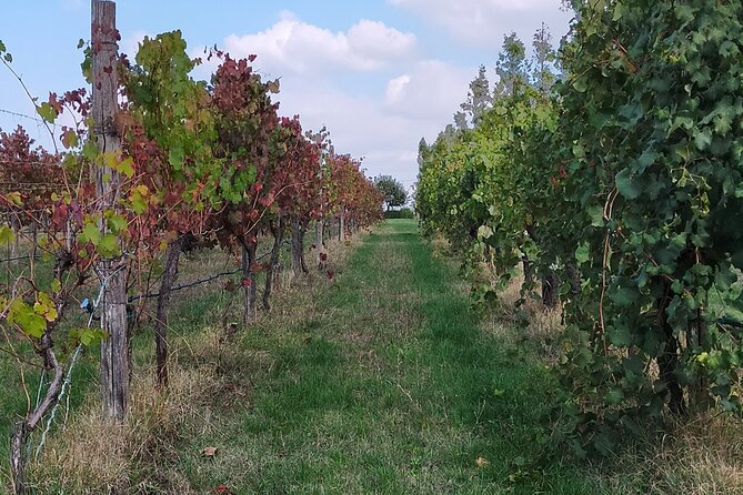 Private Balsamic vinegar & Parmigiano Reggiano factory visits - The private format and the three-hour schedule